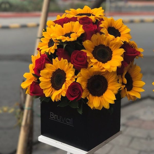 BVBOX0011